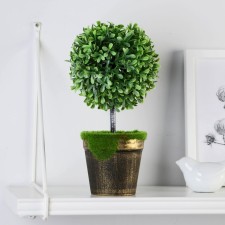 Bonsai in the Pokshit pot 10x23 cm