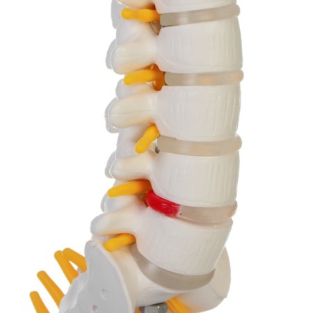 Lumbar of the spine "Lumbar" 18*12*8cm-3