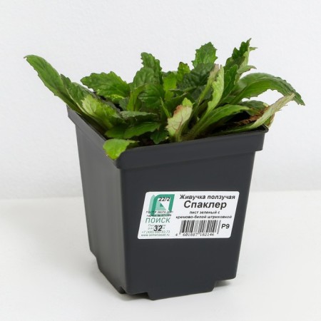 Living creeping spakler, p9 pot, H10-50 height, 1 pc, summer 2024-1
