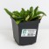 Living creeping spakler, p9 pot, H10-50 height, 1 pc, summer 2024