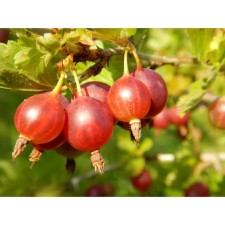 Gooseberries are bright, s2 pot, n20-40 height, 1 pc, summer 2024