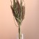 Set of dry flowers "Setaria", banch 7 pcs, length 60-65 (+/- 6 cm), natural