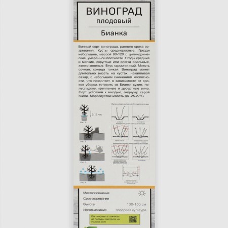 Fruit grapes "Bianka" 1 pc, tube, spring 2025-1