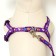 Set "Color Transes", leash 120 x 1 cm, fire 23-35 cm, purple