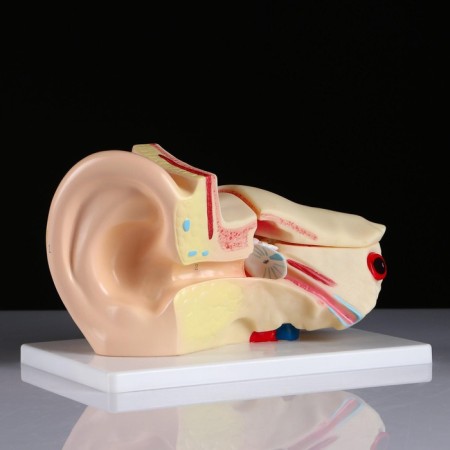 Ladder "Human Ear" 27*18cm-1
