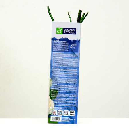 CENTIPHOL ROSE CENTIPHOL "GANEYDED", 1 pc, spring 2024-2