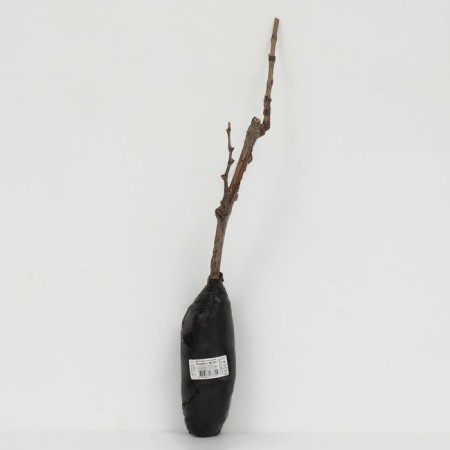 Fruit grapes (bloodless varieties) "Kishmish No. 342", 1 pc, tube, spring 2025-2
