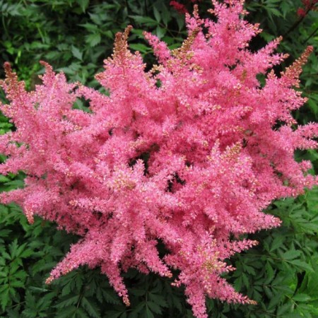 Astilba hybrid rapberry, C1.5 pot, H10-50 height, 1 pc, summer 2024