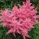 Astilba hybrid rapberry, C1.5 pot, H10-50 height, 1 pc, summer 2024