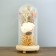Nightlight "Rosa flask in the bouquet" LED 3AA MIX 23x11x11 cm Risalux