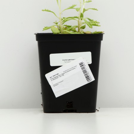Colorbow peeling, P9 pot (readiness June), 1 pc, spring 2024-3