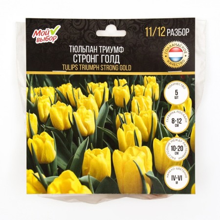 Tulip Triumph Strong Gold, rr 11/12, 5 pcs, autumn 2024-2