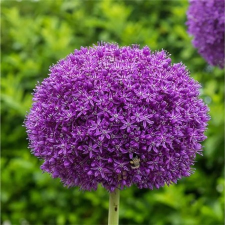 Onion decorative ambassador, 18/20 rr, 1 pc, 90-100 h (cm), autumn 2024