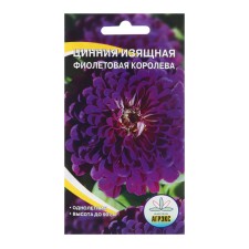 Tsinnia flowers graceful 
