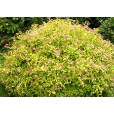 Спирея японская Голден Принцесс, С2 горшок, Н10-50 высота, 1 шт, Лето 2024