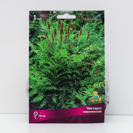 Paporotniki "Clean Royal", 1 pc, rr I, spring 2025
