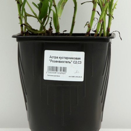 Astra shrub "Rosenvichtel", pot C3, 1 pc, spring 2024-3