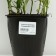 Astra shrub "Rosenvichtel", pot C3, 1 pc, spring 2024