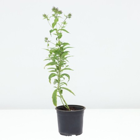 Flocus blizzard Anfisa, pot C2, 1 pc, summer 2024-1