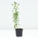 Flocus blizzard Anfisa, pot C2, 1 pc, summer 2024