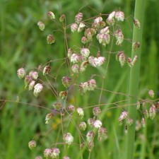 Shaking medium Russell, s3 pot, H10-50 height, 1 pc, summer 2024