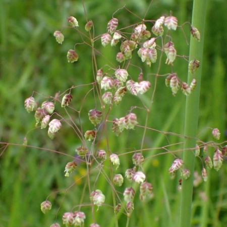 Shaking medium Russell, s3 pot, H10-50 height, 1 pc, summer 2024