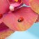 Decor Floristic "God's cow", 38 pcs., 13 x 11 mm
