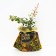 Barberis Starbest P9, 1 pc, height from 5 cm, autumn 2022