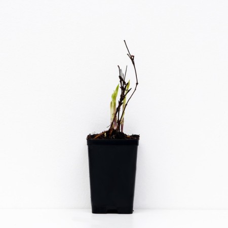 Clematis botanical suite (for cutting) "Hudson Rive", 1 pc, tube, spring 2024-2
