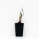 Clematis botanical suite (for cutting) "Hudson Rive", 1 pc, tube, spring 2024