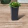 Pot for seedlings, 600 ml, D = 8.5 cm, h = 15 cm, mix, Greengo