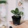 Pot for seedlings, 2 l, d = 17.5 cm, h = 13 cm, black, greengo