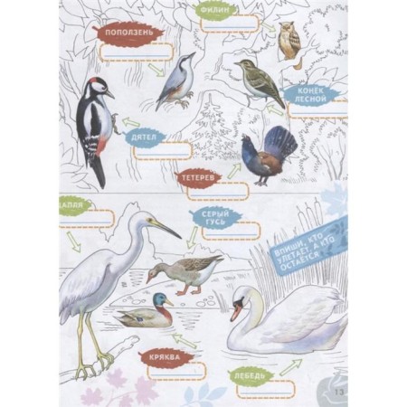 Birds-4