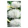 Flower seeds Annual Astra Clack white 0.2