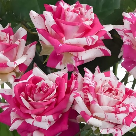 Flashing seedling rose, tube, spring 2025