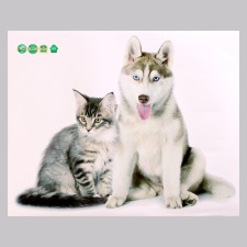 Stick 3D Interior pets 50*40cm