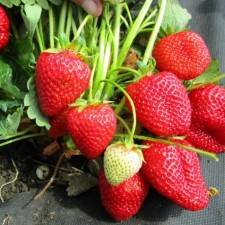 Strawberry seedlings of Frigo Munira (munira) a (9-15 mm), p9 pot