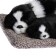 A toy on a car panel, dogs on a pillow, white and black color