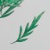 Sukhotzet "Leaf of wormwood leaf" Green H = 5-8 cm