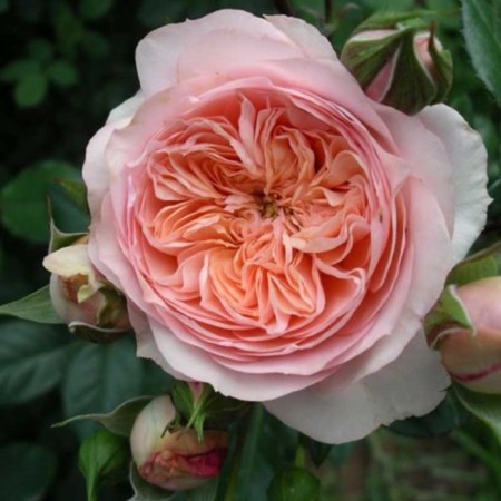 Seedling rose Surir de Havr, tea-hybrid, pot 2 l., Summer 2024