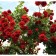 PLAIT ROSA SITSED, C3.5 pot, H25-45 Height, 1 pc, summer 2024