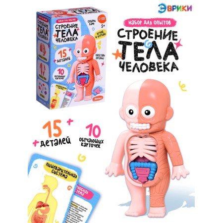 Euryki set for experiments "Human body structure", 15 details