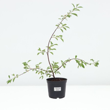 Stepnaya flame cherry, pot C3, 1 pc, summer 2024-2