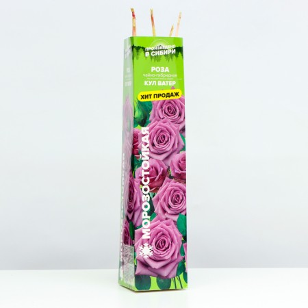 Saphenet Rosa Kul Water Spring 2024, 1 pc.-1
