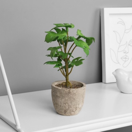 Bonsai in a pot of "Rafidophore Elite" (soft sheet) 14x6 cm, mix-3