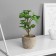 Bonsai in a pot of "Rafidophore Elite" (soft sheet) 14x6 cm, mix