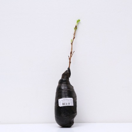 Gooseberry "Russian yellow", 1 pc, tube, spring 2025-2