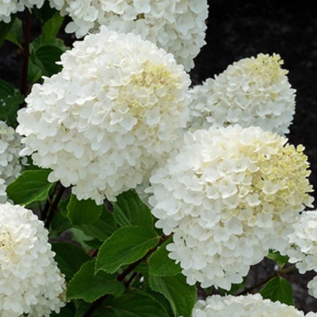 Hydrangea blizzard Patio Lux "Shuga Rush", 1 pc, tube, spring 2025-2