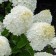 Hydrangea blizzard Patio Lux "Shuga Rush", 1 pc, tube, spring 2025