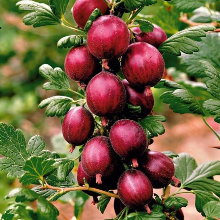 Seedling gooseberry cooperator, pot p9, summer 2024